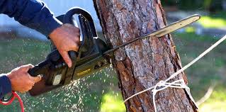 Best Tree Health Inspection  in Queensland, MD