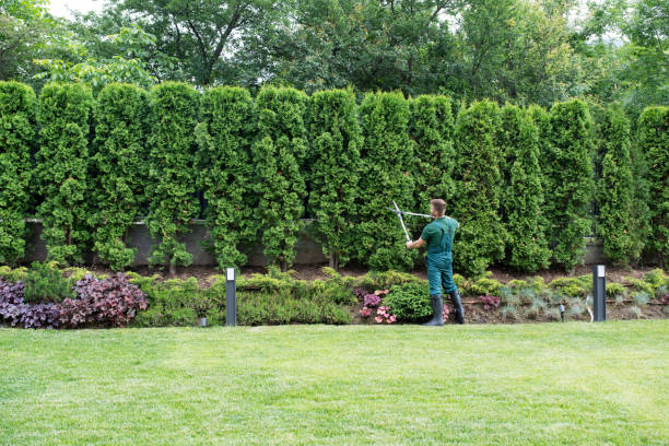 Best Tree Risk Assessment  in Queensland, MD
