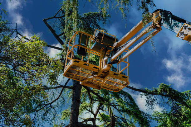 Best Storm Damage Tree Cleanup  in Queensland, MD