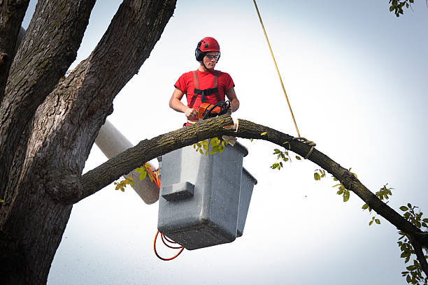  Queensland, MD Tree Removal Pros