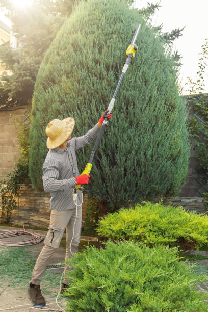 Best Tree Fertilization  in Queensland, MD