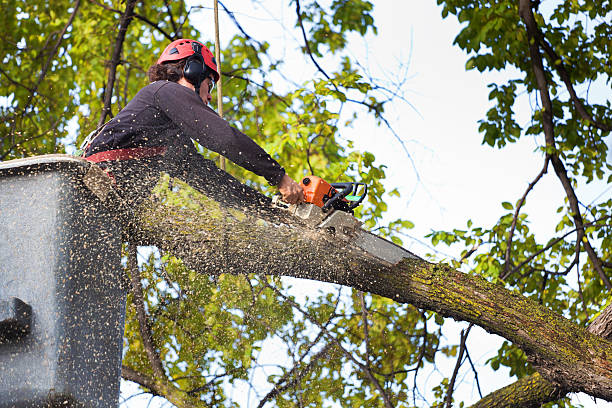 Best Arborist Consultation Services  in Queensland, MD