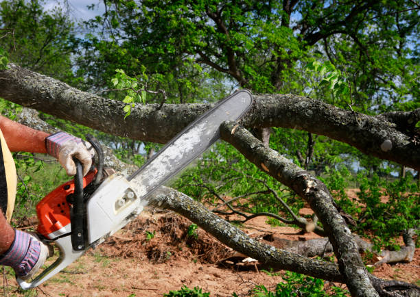 Best Lawn Renovation and Restoration  in Queensland, MD