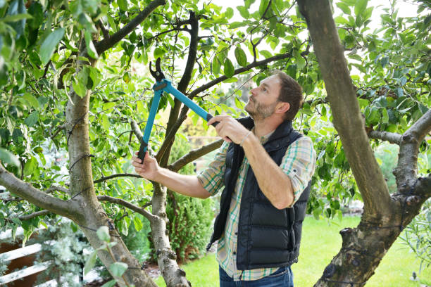 Best Tree Disease Treatment  in Queensland, MD